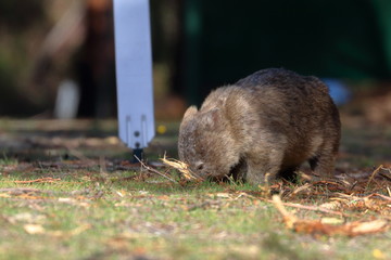 wombat