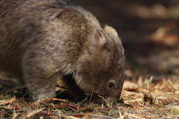 wombat