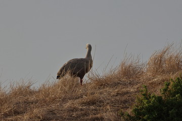 Fototapeta premium cape barren goose