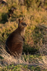 swamp wallaby