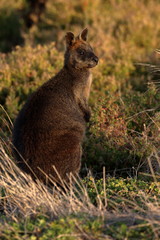swamp wallaby