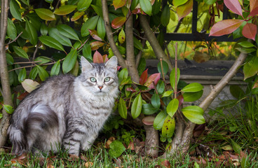 Furry cat of livesrtock in relax in a garden, purebred siberian pet. Hypoallergenic animal