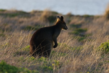 swamp wallaby