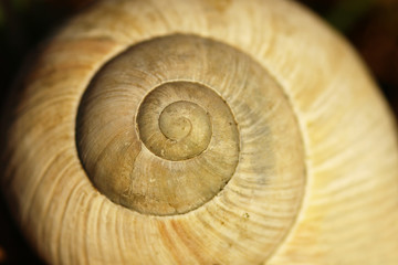 Gray big garden snail shell on a black background. Detail of a conch with a spiral and brown lines on a dark backdrop