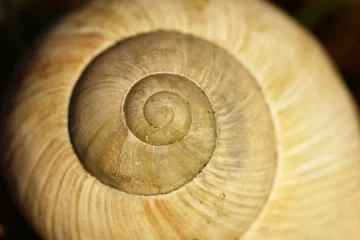 Poster Gray big garden snail shell on a black background. Detail of a conch with a spiral and brown lines on a dark backdrop © lacodk