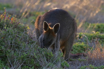 swamp wallaby