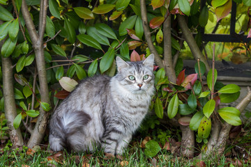 Naklejka na ściany i meble Furry cat of livesrtock in relax in a garden, purebred siberian pet. Hypoallergenic animal