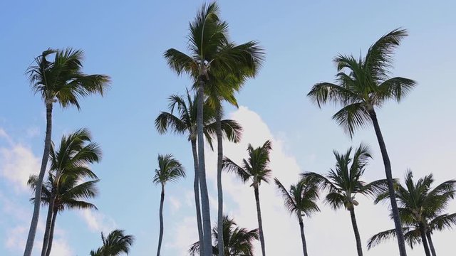 Palm trees on tropical golf course and against blue sky and white clouds