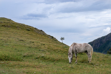 Mountain horse