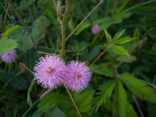 Flower of sensitive plant, sleepy plant or the touch-me-not on blur nature background.