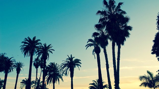 California Palm Trees in Santa Monica