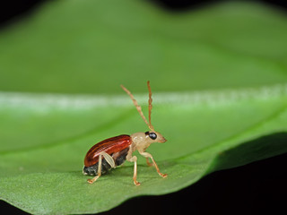 Macro Photo of Little Beetle on Green Leaf