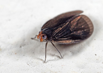 Macro Photo of Tiny Insect on White Floor