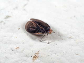 Macro Photo of Tiny Insect on White Floor