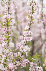 One of the pink flower plum blossoms is blooming in Botanic garden Park