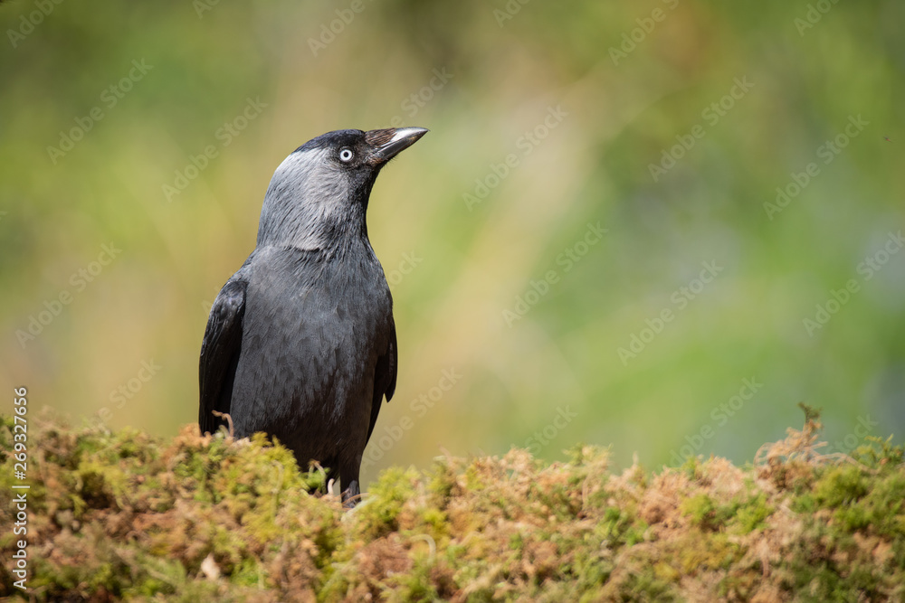 Poster A half length portrait of a jackdaw perched on a lichen covered log staring up slightly and slightly tight into copy space