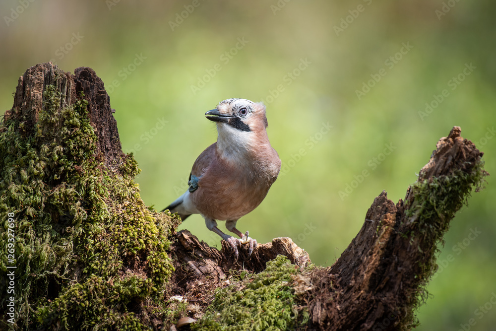 Poster a close up portrait of a jay perched on an old tree stump looking alert and facing left