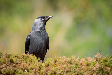 Fototapeta premium A half length portrait of a jackdaw perched on a lichen covered log staring up slightly and slightly tight into copy space