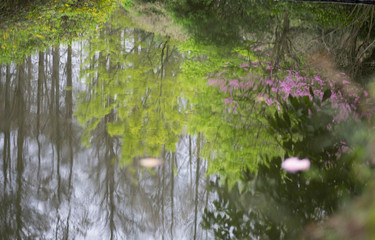 Woodland reflected on a lake at the Wuhan Botanic garden,