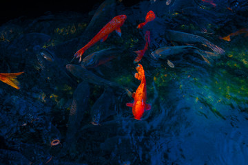 Swimming carp in the pond