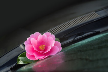Camellia tree blossom  behind the car windscreen wiper