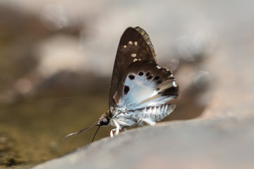 Fototapeta na wymiar Common Snow Flat ( Tagiades Japetus) butterfly and bokeh background in nature.