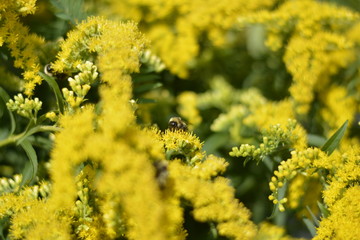 field of yellow flowers