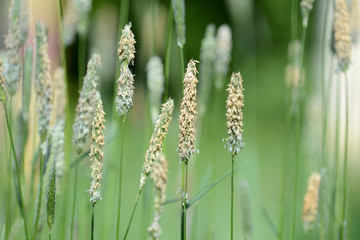Long grass on the summer meadow on a sunny day close up