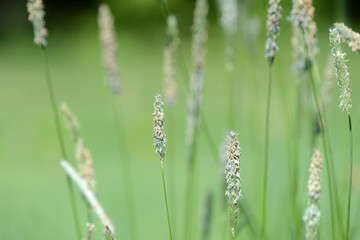 Long grass on the summer meadow on a sunny day close up