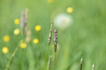 Long grass on the summer meadow on a sunny day close up