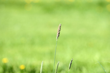 Long grass on the summer meadow on a sunny day close up