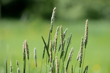 Fototapeta na wymiar Long grass on the summer meadow on a sunny day close up