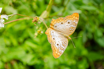 Victorinini Butterfly With Open Wings