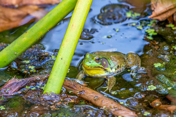 American bullfrog.Beaver Marsh.Cuyahoga Valley National Park.Ohio.USA