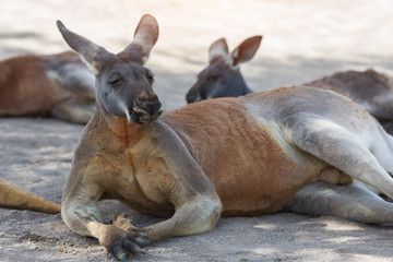 Australian Eastern Grey Kangaroos. Living wild in israel zoo. Images taken at the end of a hot dry summer with the grass still brown