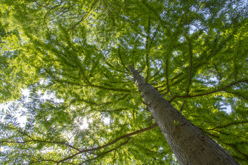 新緑イメージ　透過した葉