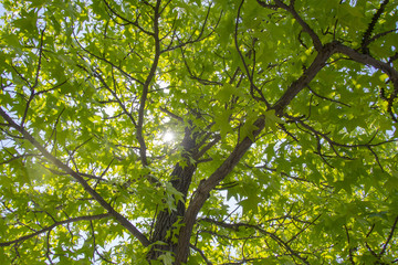 新緑イメージ　透過した葉
