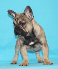 Obraz premium french bulldog