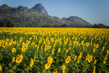 Obraz premium Sunflower field