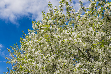 The twigs of apple-tree with young green leaves and white flowers on a blue sky with clouds background in spring in a park