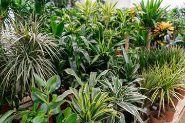 Many different high plants in flower pots in flowers store. Garden center and wholesale supplier concept. Green background. Lots of leaves.