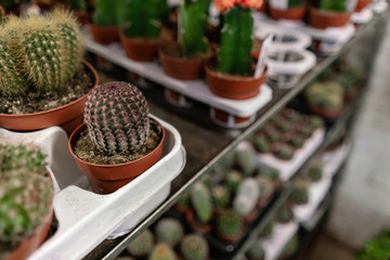 Garden center and wholesale supplier concept. Many different cacti in flower pots in flowers store on the shelves of trolley. Lot of potted small cactus and succulent plants sale. © malkovkosta