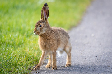 Naklejka na ściany i meble wild hare on countryside road