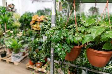 Many different plants in flower pots in flowers store. Garden center and wholesale supplier concept. Green background. Lots of leaves.