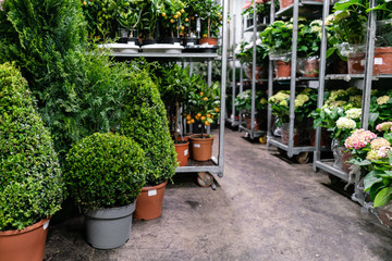 Many different plants in flower pots in flowers store. Garden center and wholesale supplier...