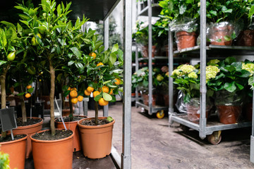 Many different plants in flower pots in flowers store. Garden center and wholesale supplier concept. Green background. Lots of leaves.