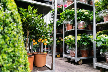 Many different plants in flower pots in flowers store. Garden center and wholesale supplier concept. Green background. Lots of leaves.
