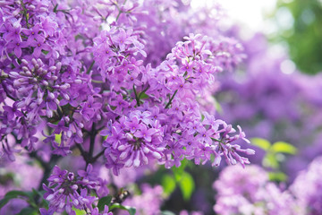 Obraz premium Spring flowers of lilac in the garden, spring background