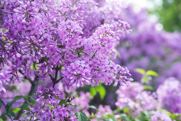 Spring flowers of lilac in the garden, spring background