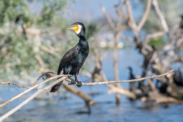 Great Cormorant or Phalacrocorax carbo in nature